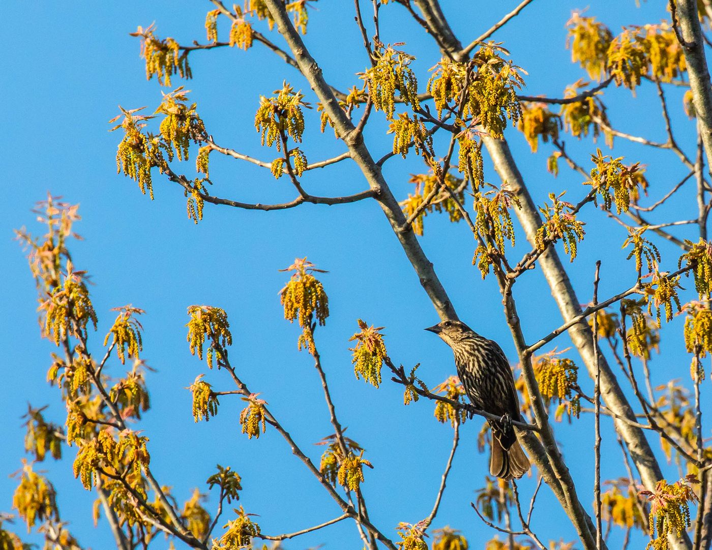 Birds of Tower Lakes-10.jpg