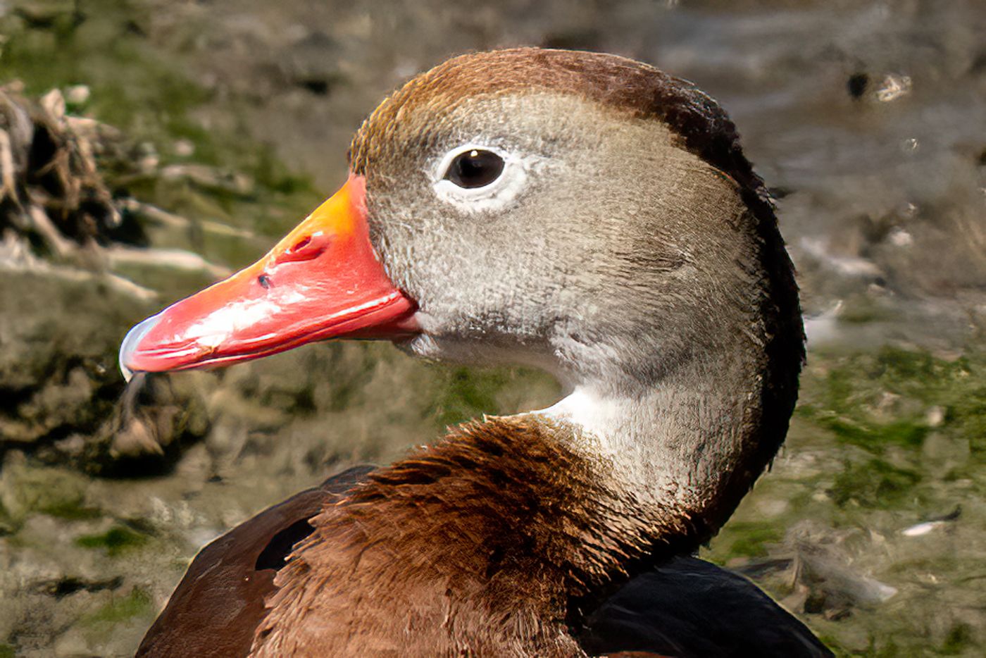 Black-bellied Whistling Duck LiveBooks SPI-24.jpg