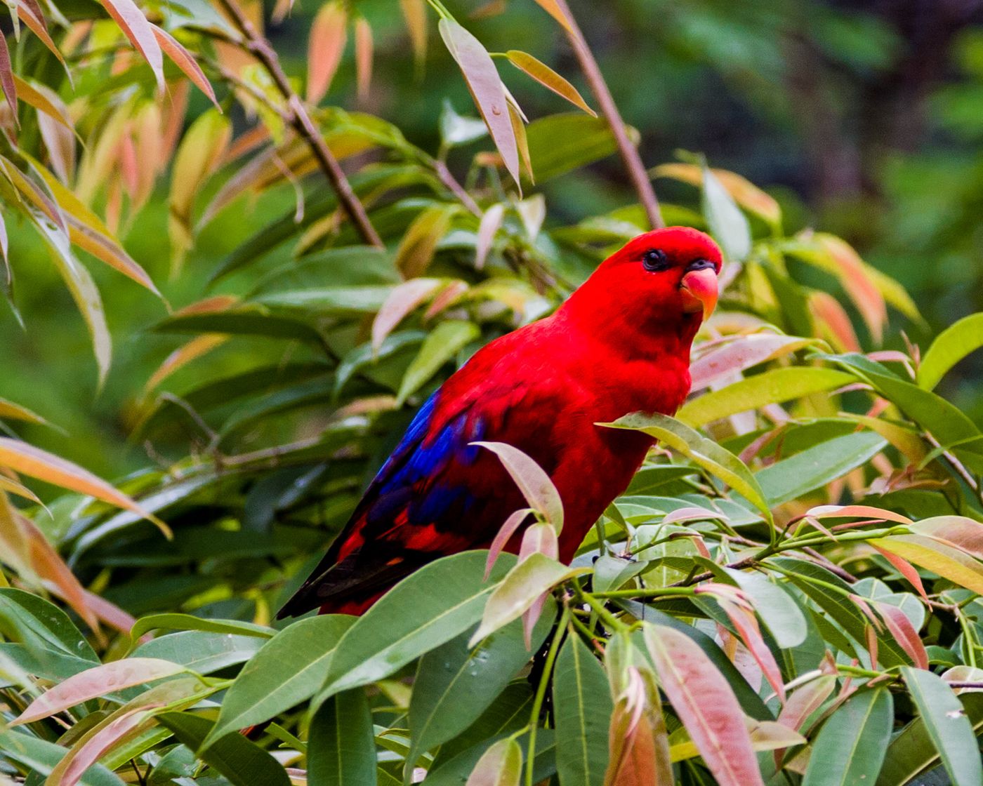 Jurong Bird Park Singapore-26.jpg