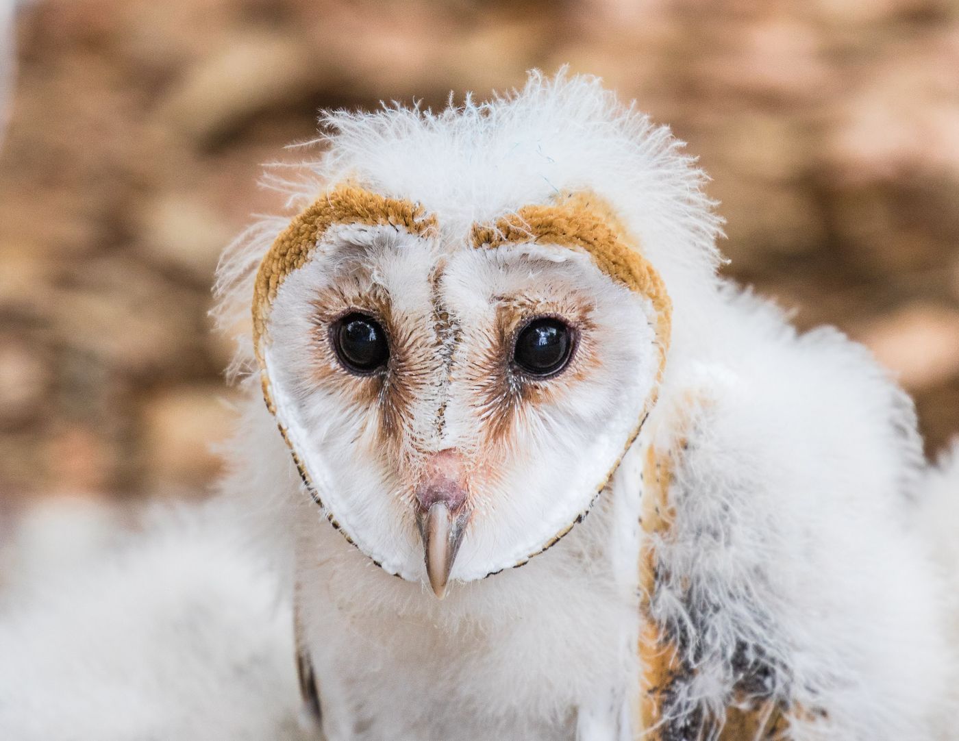 Birds of Prey-16.jpg