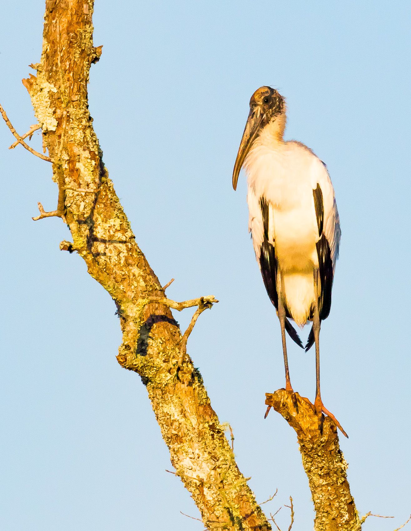 Birds of Ace Basion-13.jpg