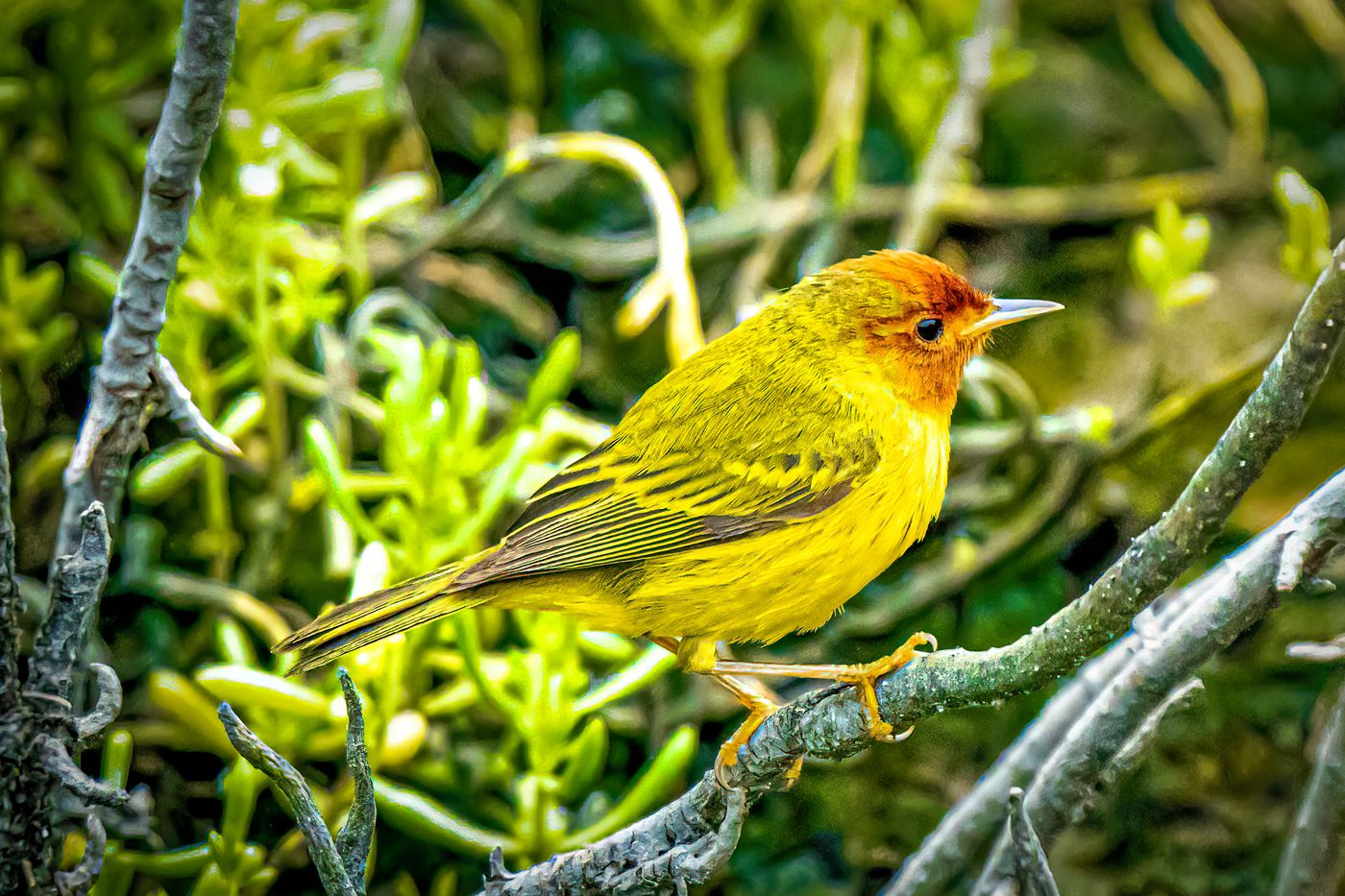 Yellow Warbler LiveBooks SPI-7.jpg