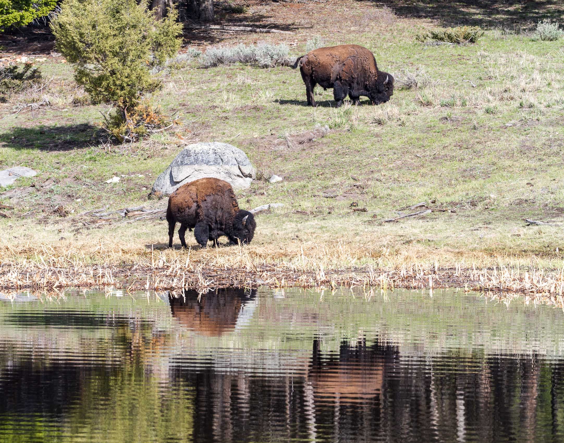 Yellowstone Wildlife-9.jpg