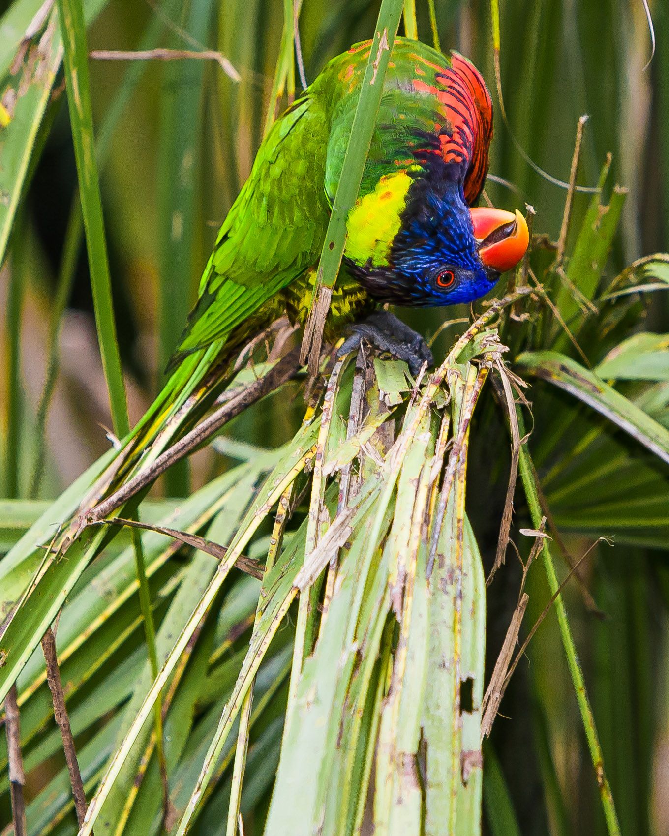 Jurong Bird Park Singapore-24.jpg