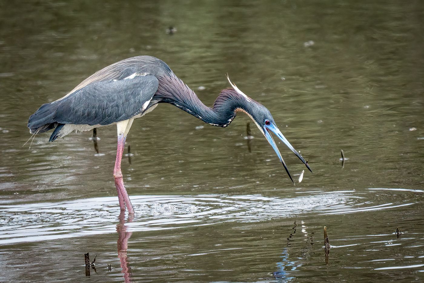Tricolor Heron LiveBooks SPI-13.jpg