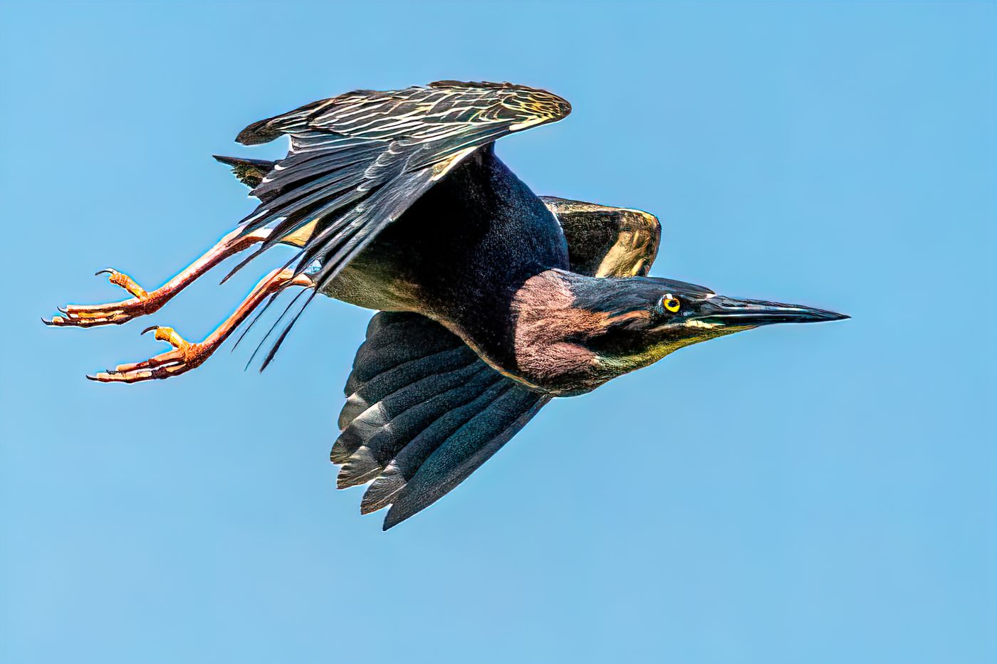 Green Heron LiveBooks SPI-16.jpg