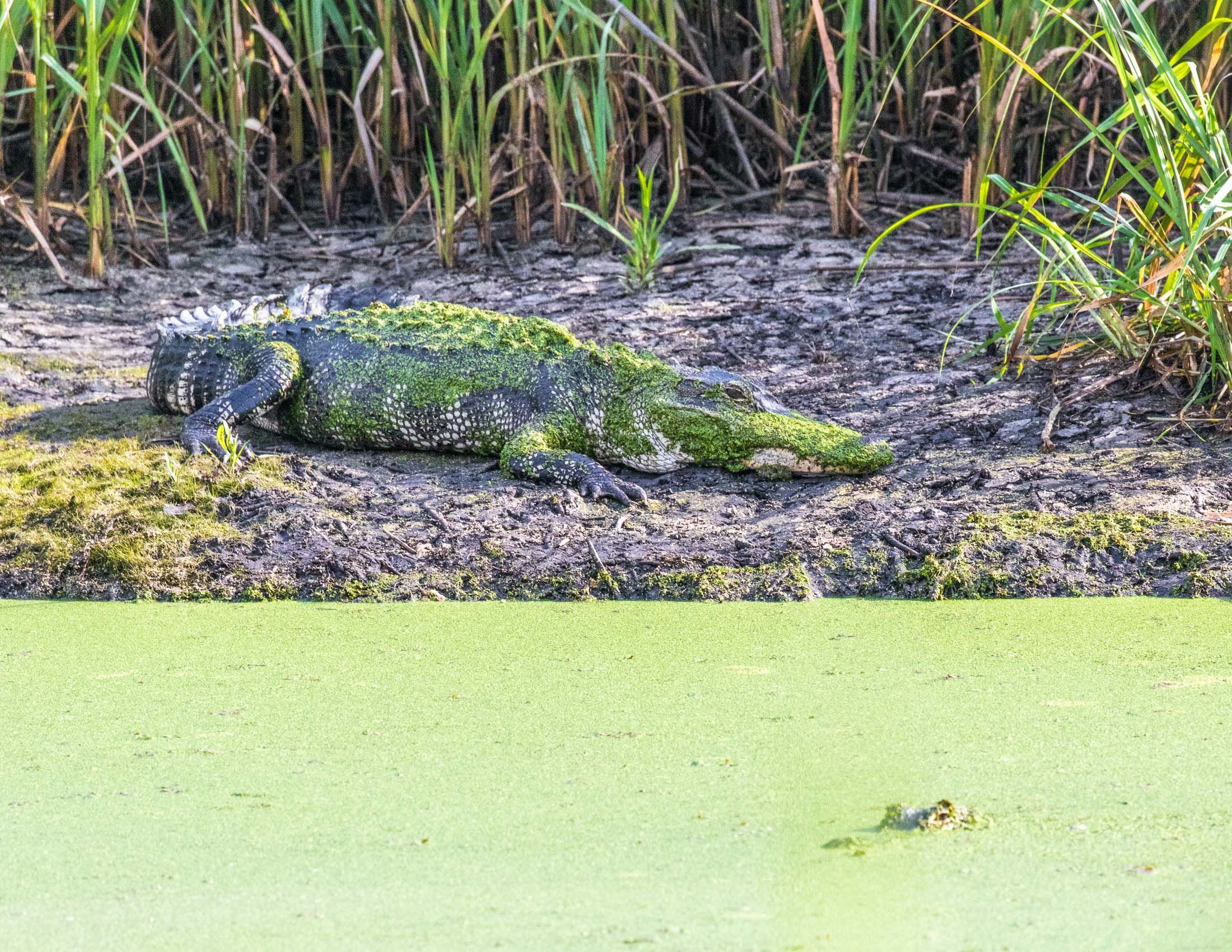 Alligators of Ace Basin, South Carolina-16.jpg