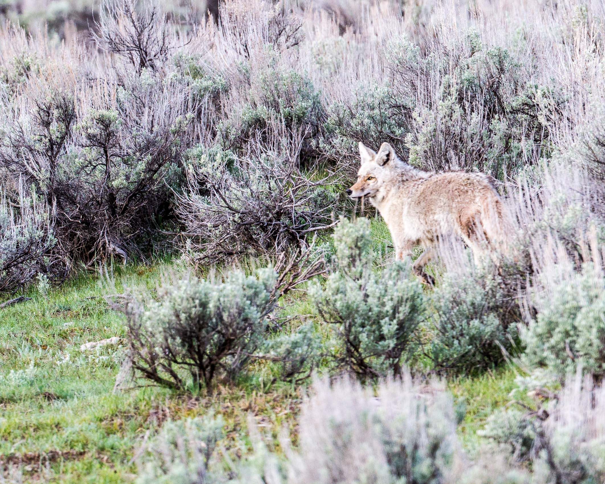 Yellowstone Wildlife-62.jpg