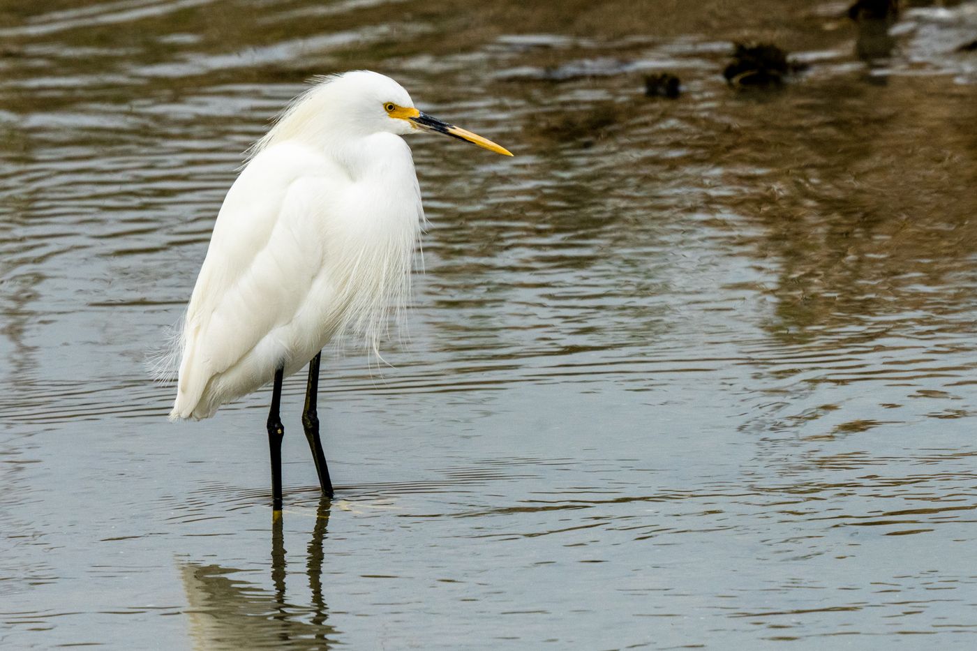 Snowy Egret LiveBooks SPI-11.jpg