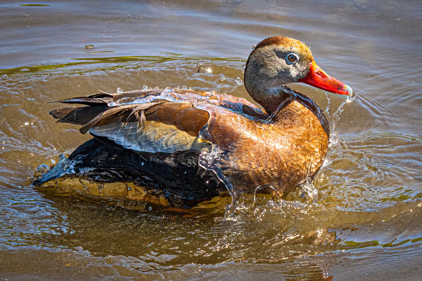 Black-bellied Whistling Duck LiveBooks SPI-15.jpg