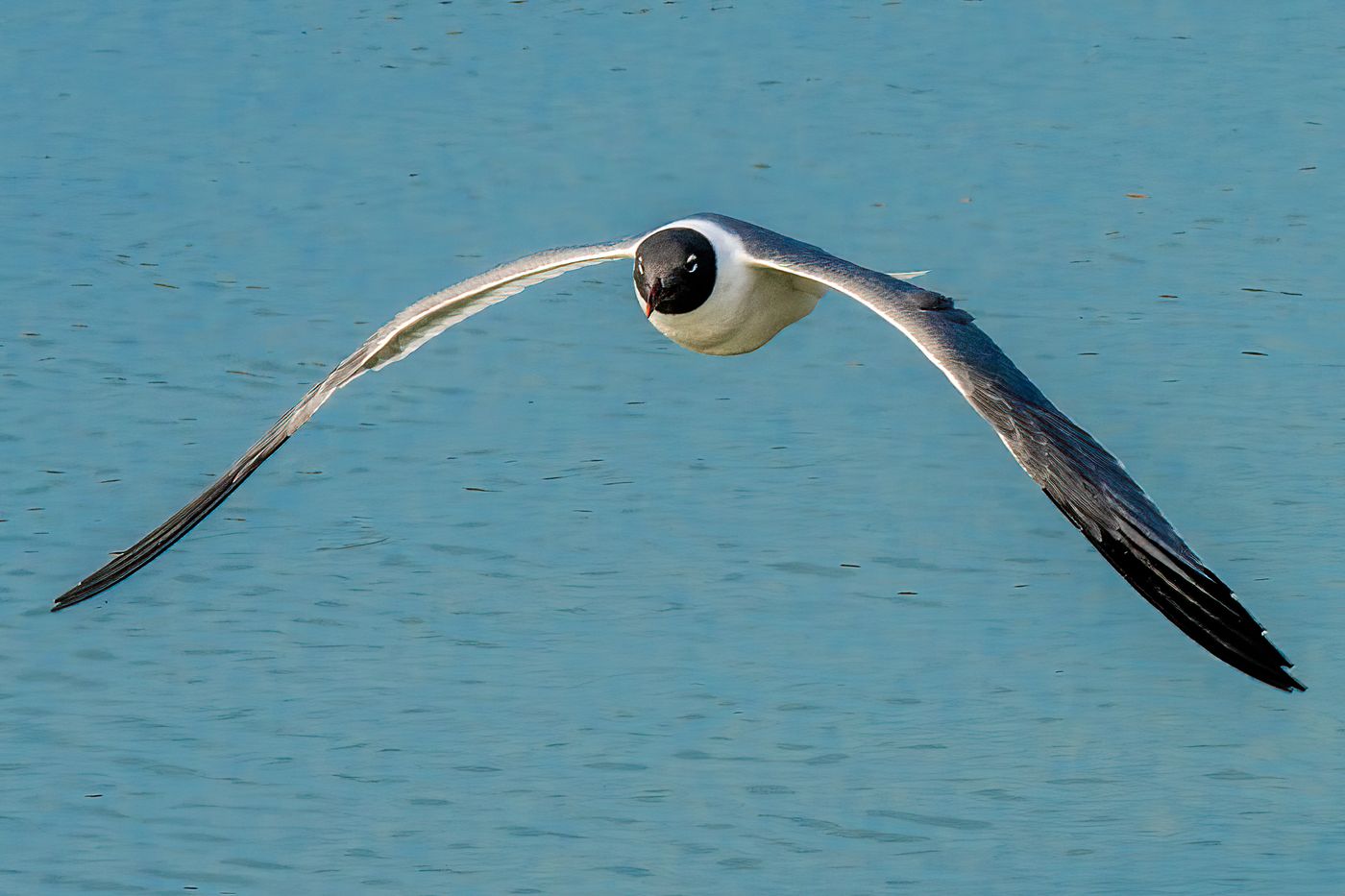 Laughing Gull LiveBooks SPI-4.jpg