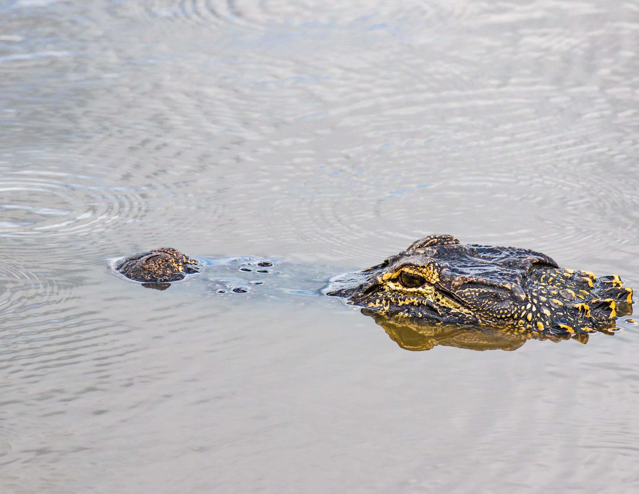 Alligators of Ace Basin, South Carolina-17.jpg