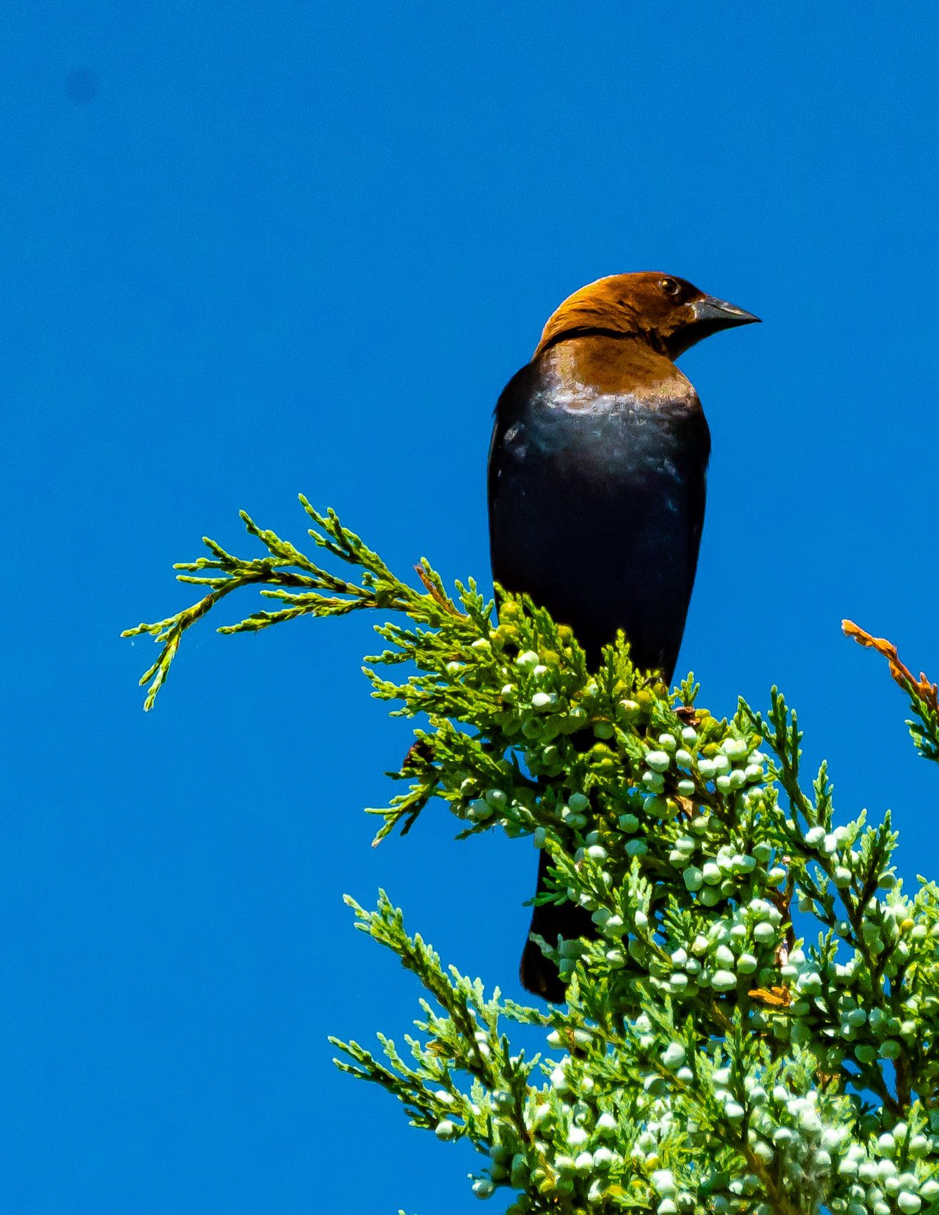 Birds of Tower Lakes-17.jpg