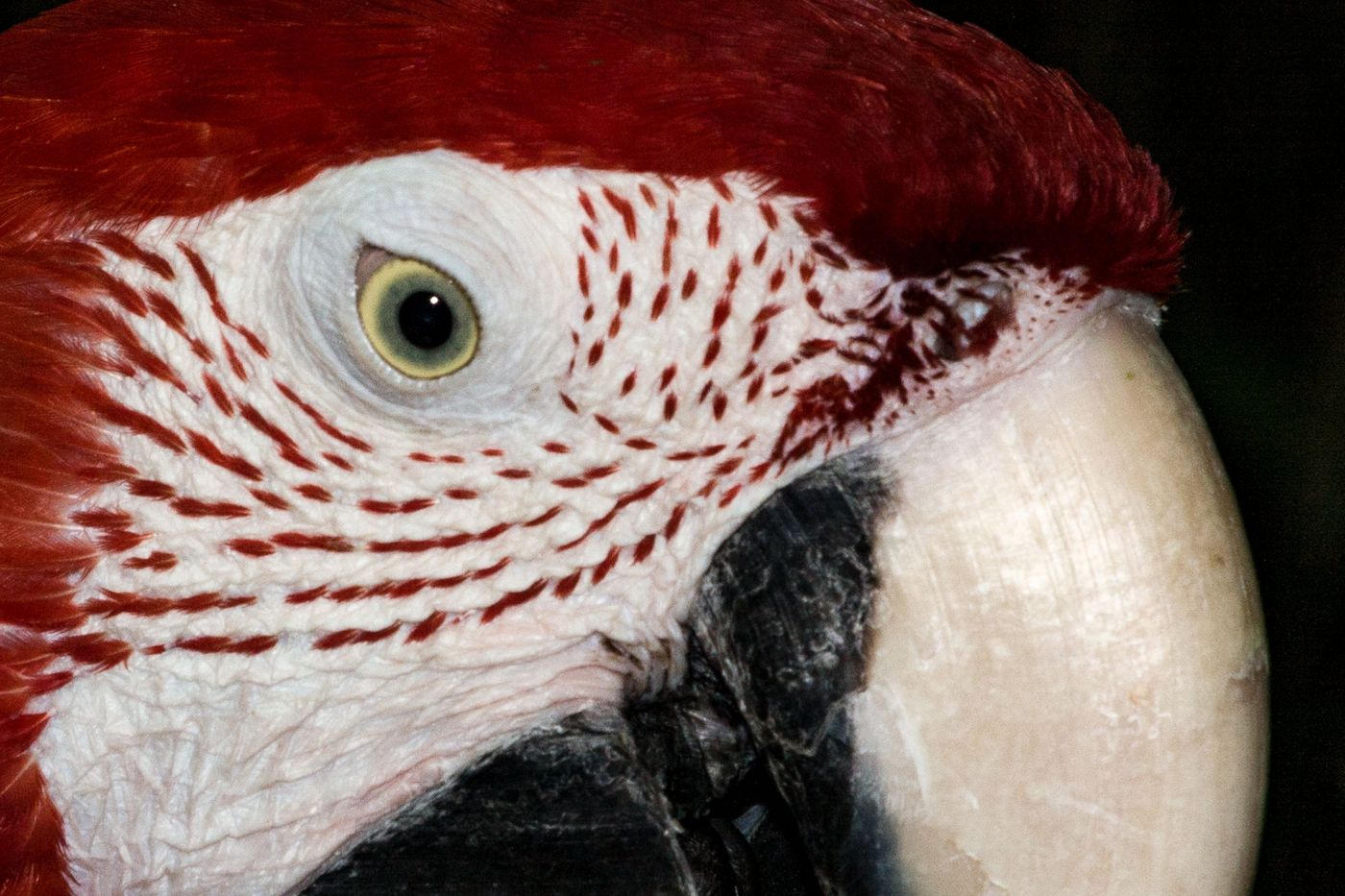 Jurong Bird Park Singapore-32.jpg