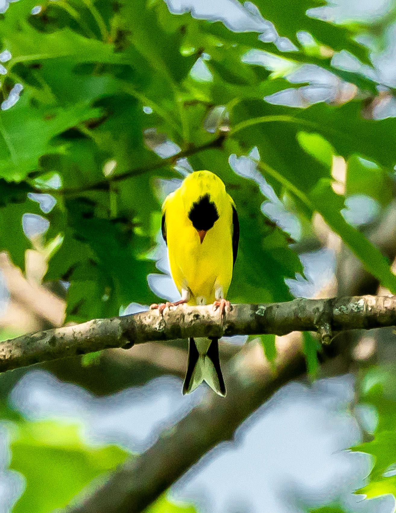 Birds of Tower Lakes-27.jpg