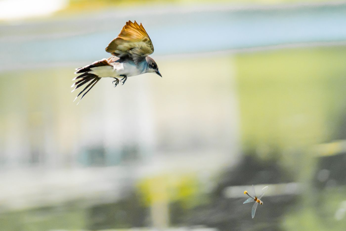 Birds of Tower Lakes-15.jpg