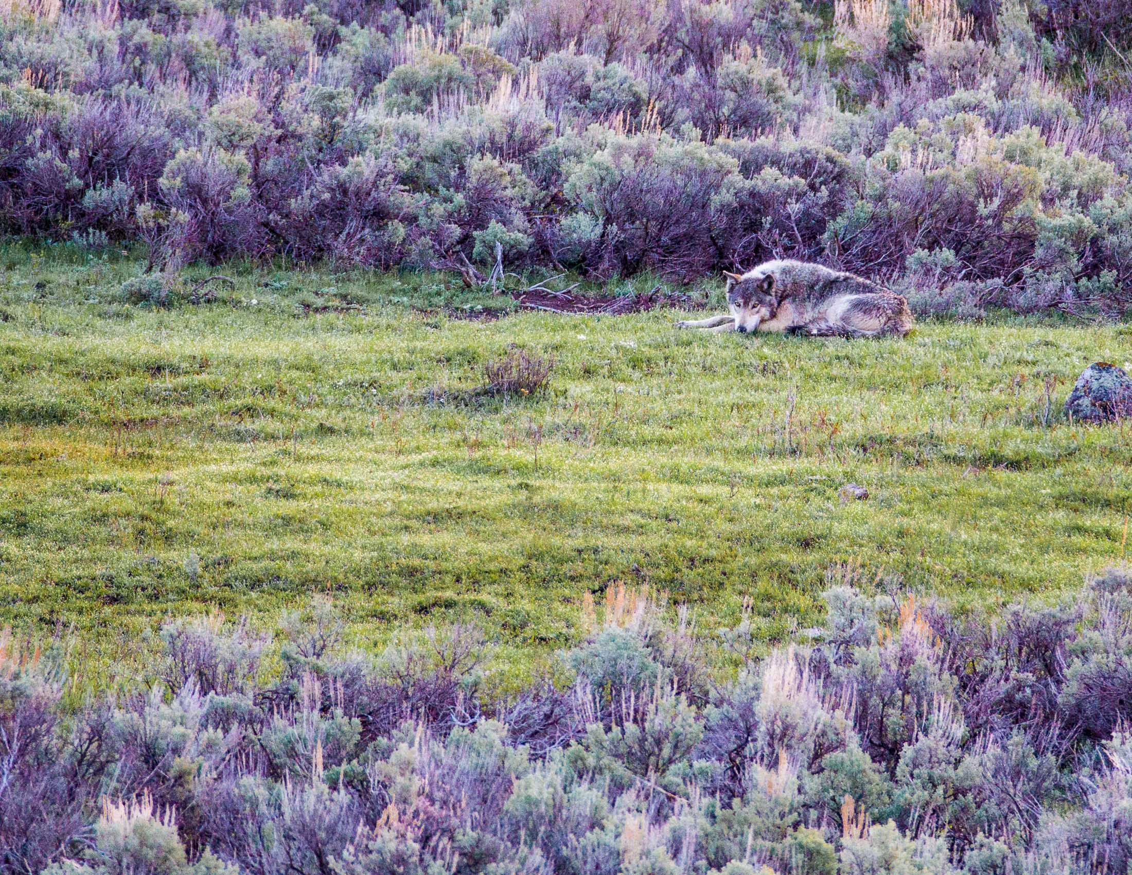 Yellowstone Wildlife-42.jpg