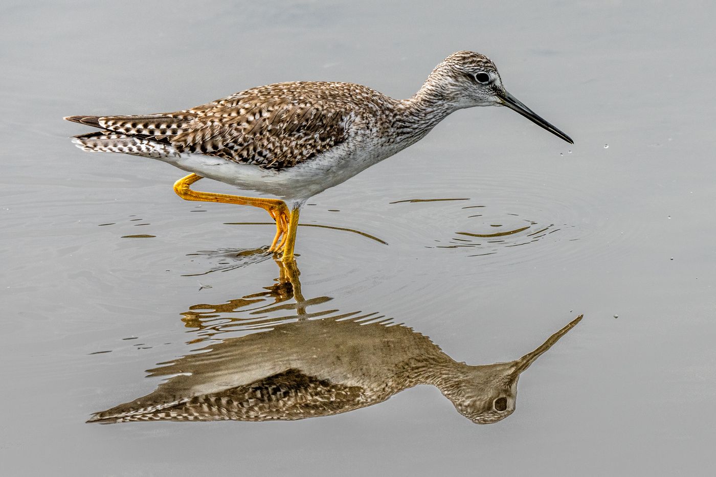 Greater Yellowlegs LiveBooks SPI-10.jpg