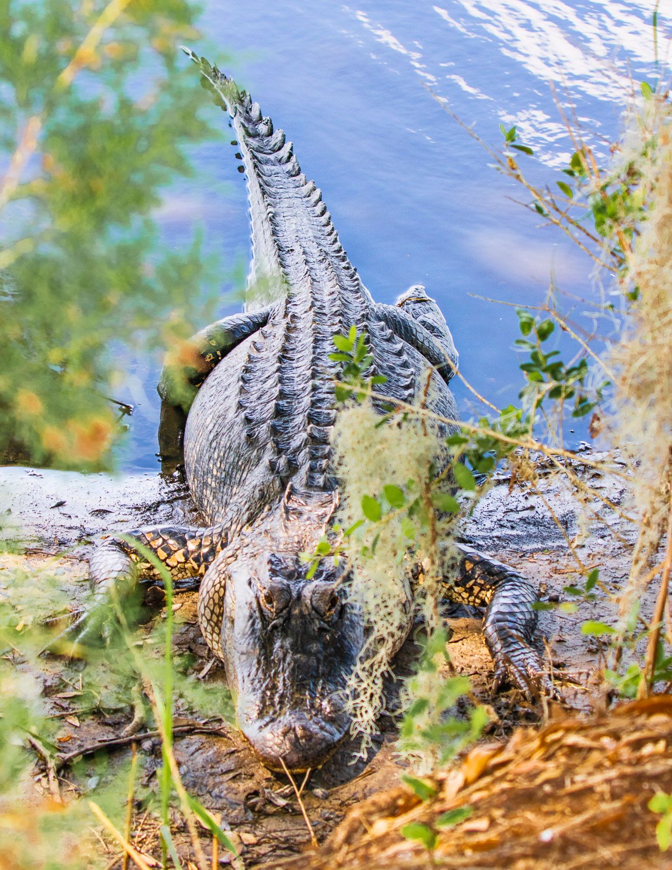 Alligators of Ace Basin, South Carolina-7.jpg