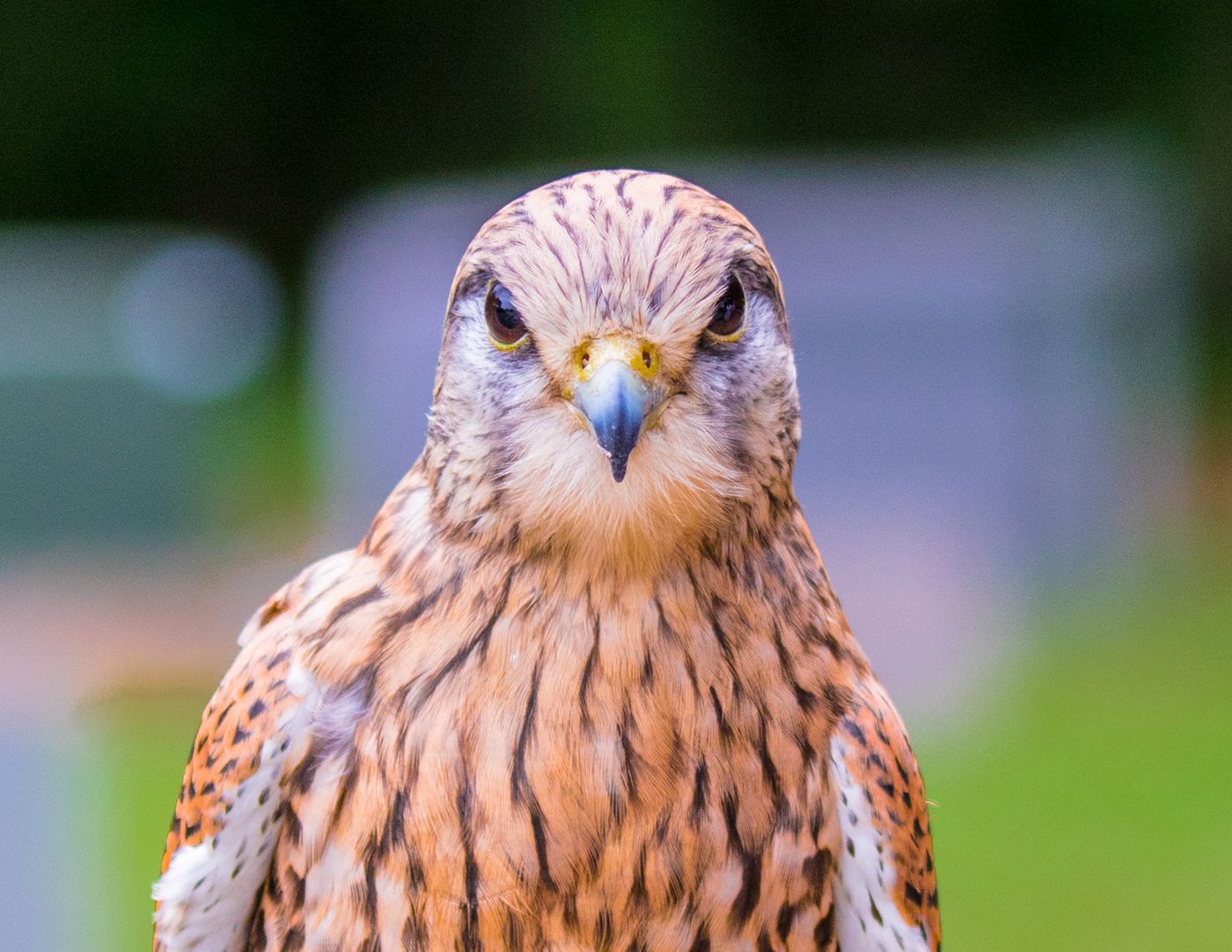 Birds of Prey-10.jpg