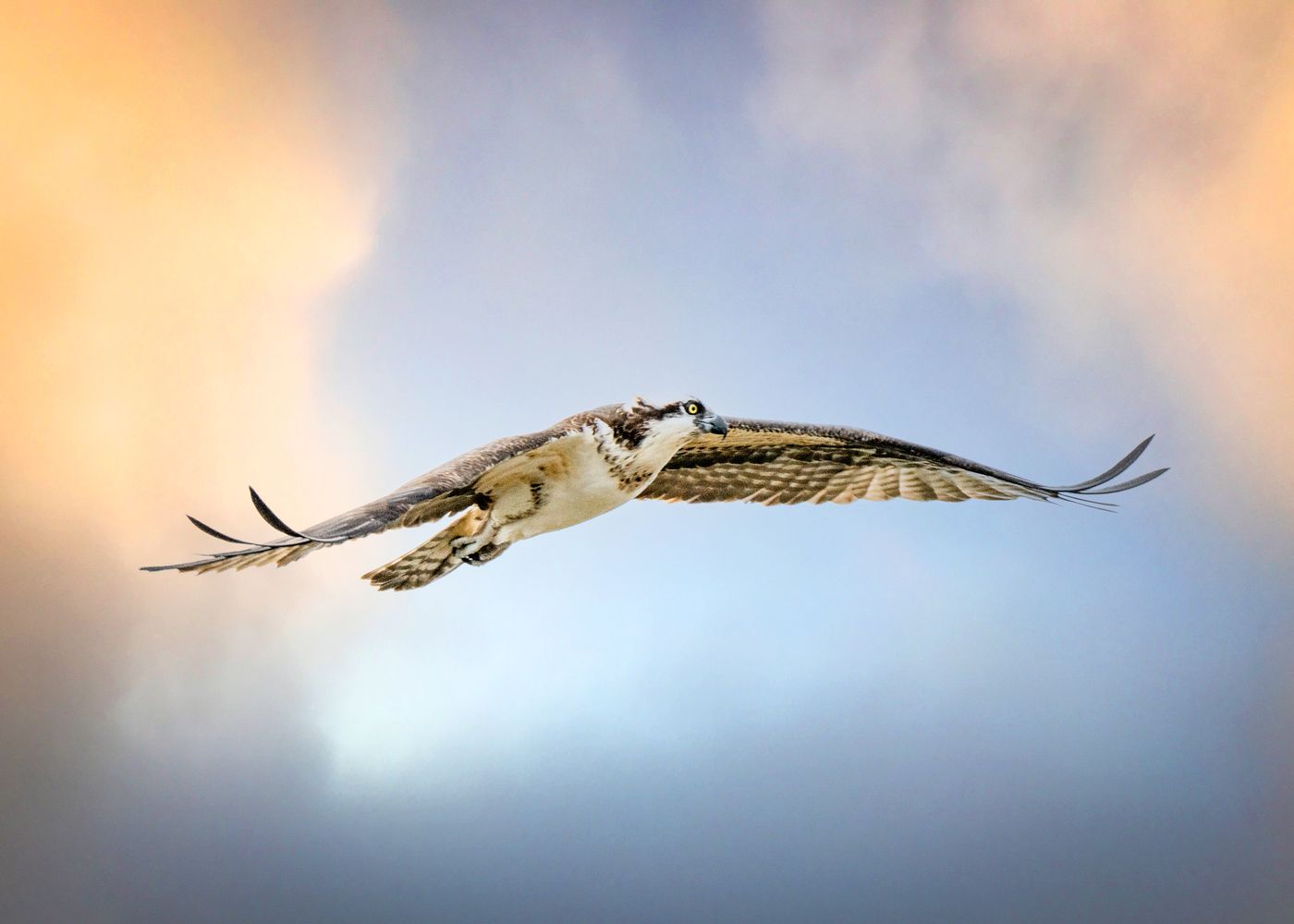 Osprey LiveBooks SPI-16.jpg