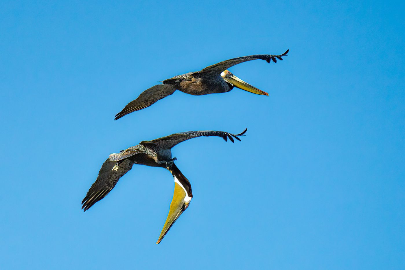 Brown Pelicans LiveBooks SPI-9.jpg
