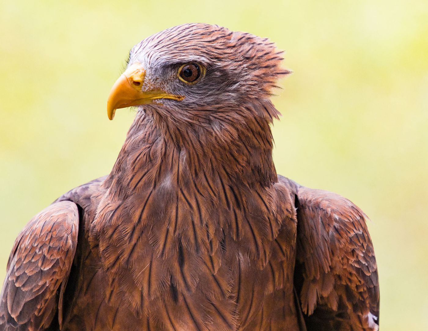 Birds of Prey-15.jpg