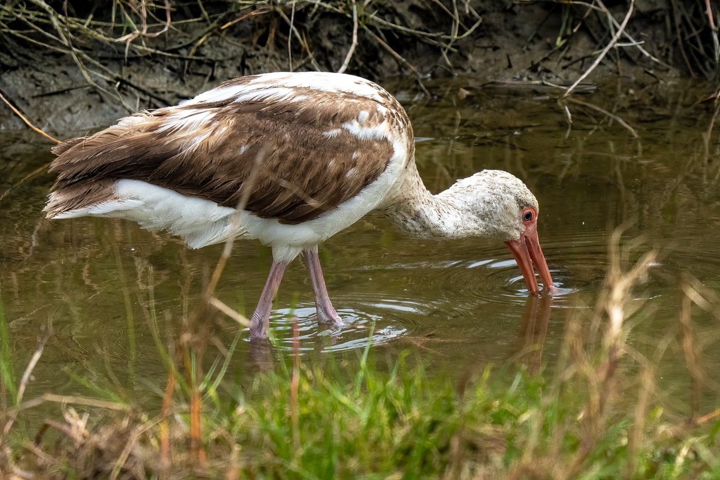 American White Ibis LiveBooks SPI-8.jpg