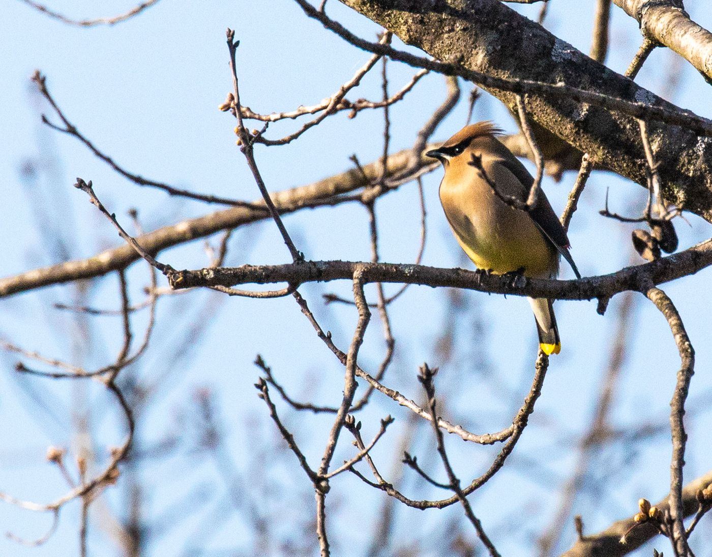 Birds of Tower Lakes-6.jpg