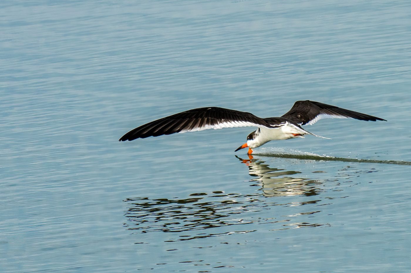 Black Skimmer LiveBooks SPI-5.jpg