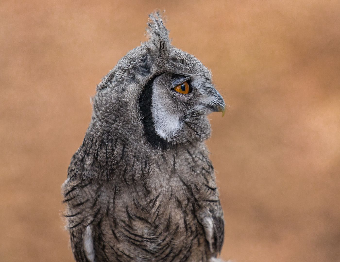 Birds of Prey-17.jpg