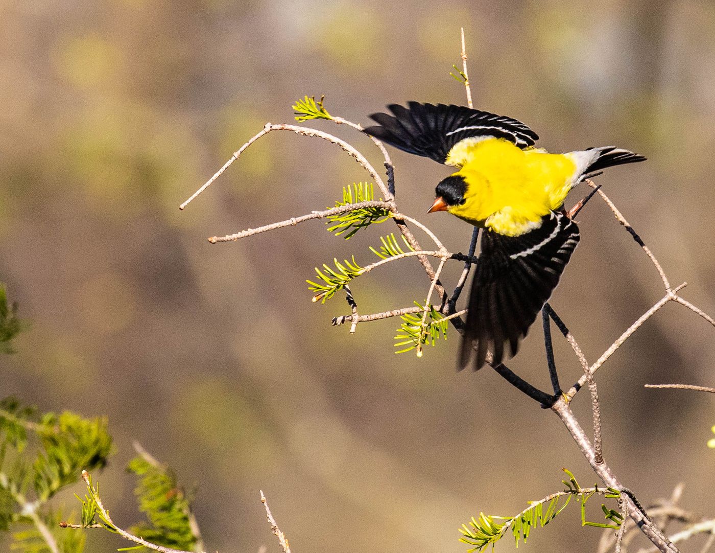 Birds of Tower Lakes-11.jpg