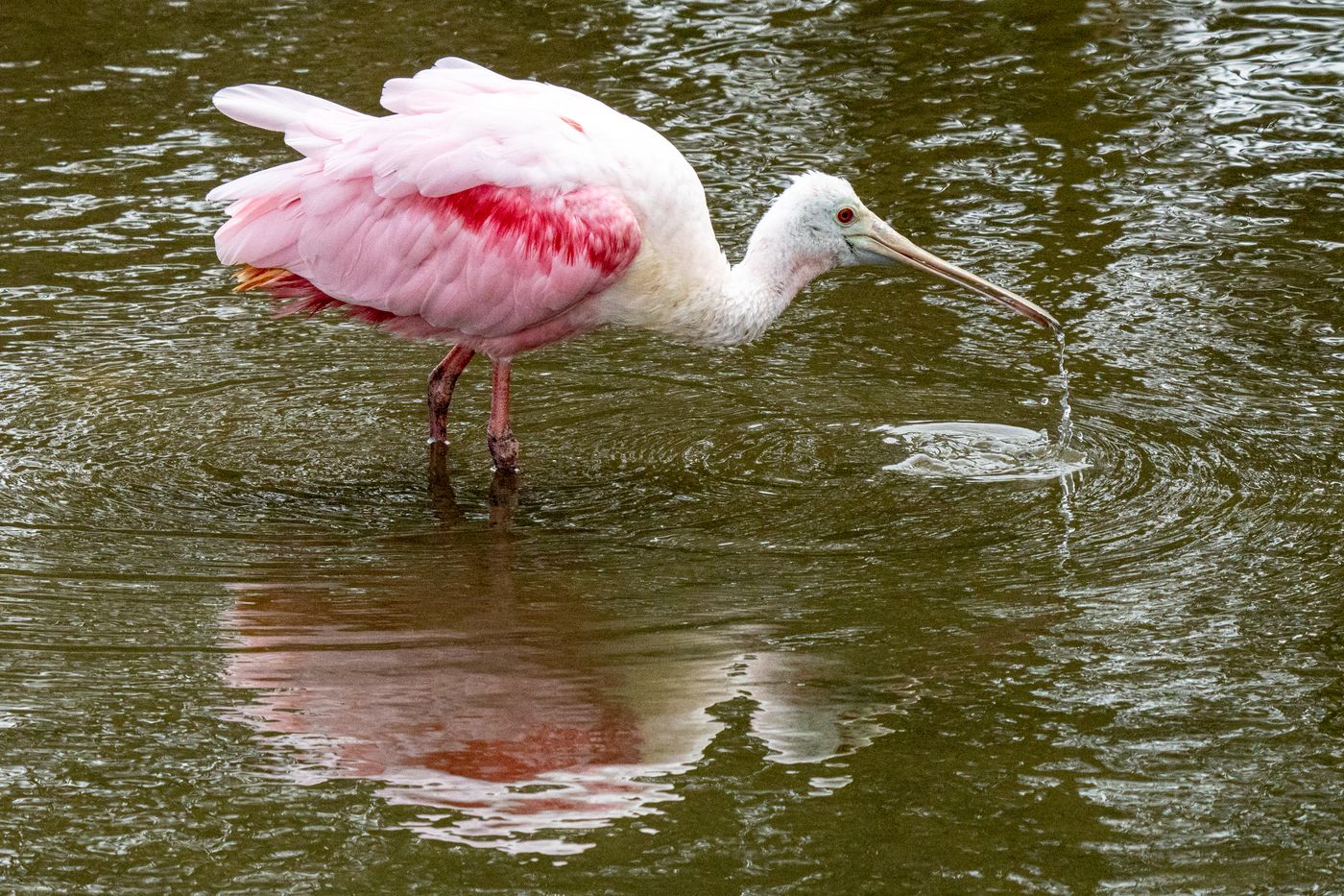 Roseate Spoonbill LiveBooks SPI-14.jpg