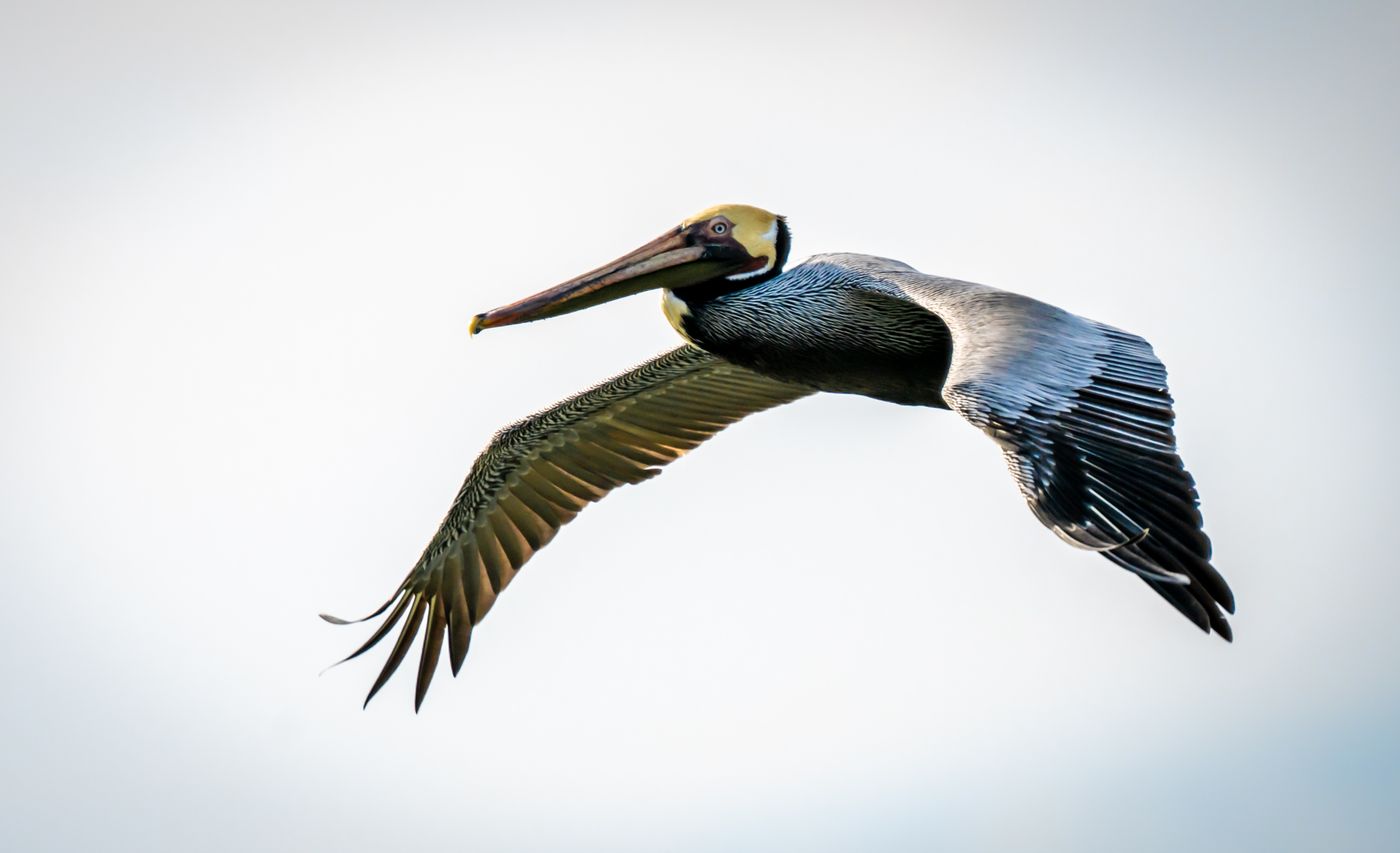 Brown Pelican  LiveBooks SPI-1.jpg