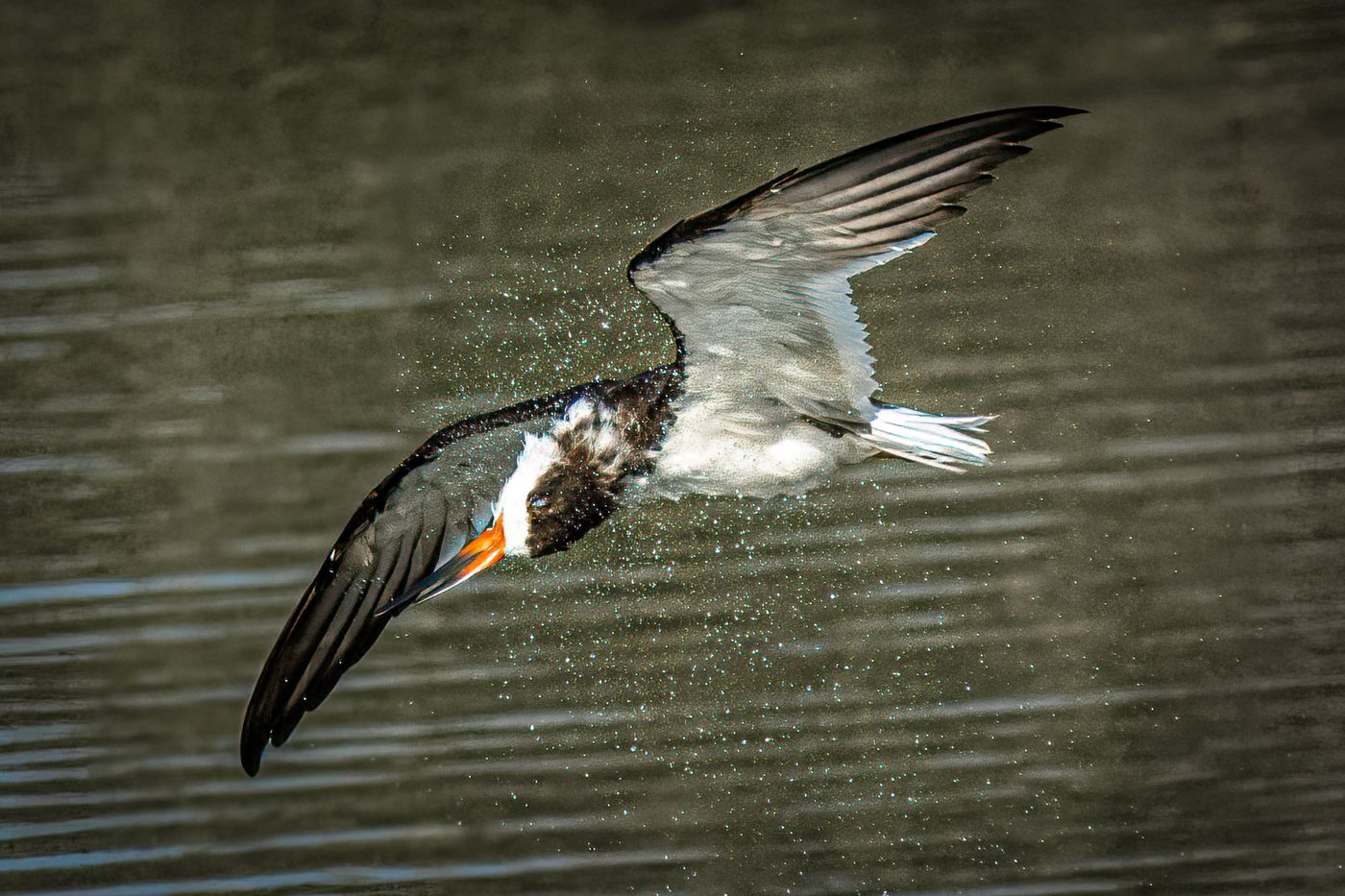 Black Skimmer LiveBooks SPI-3.jpg