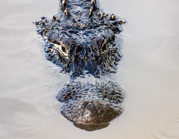 Alligators of Ace Basin, South Carolina.jpg