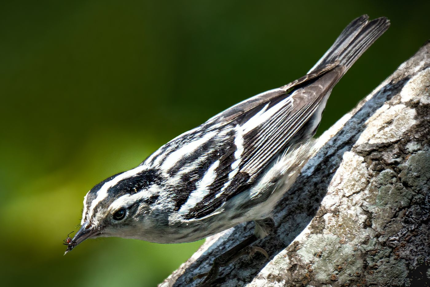 Black-and white Warbler LiveBooks SPI-14.jpg