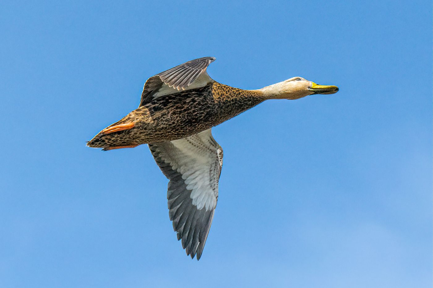 Black-bellied Whistling Duck LiveBooks SPI-27.jpg