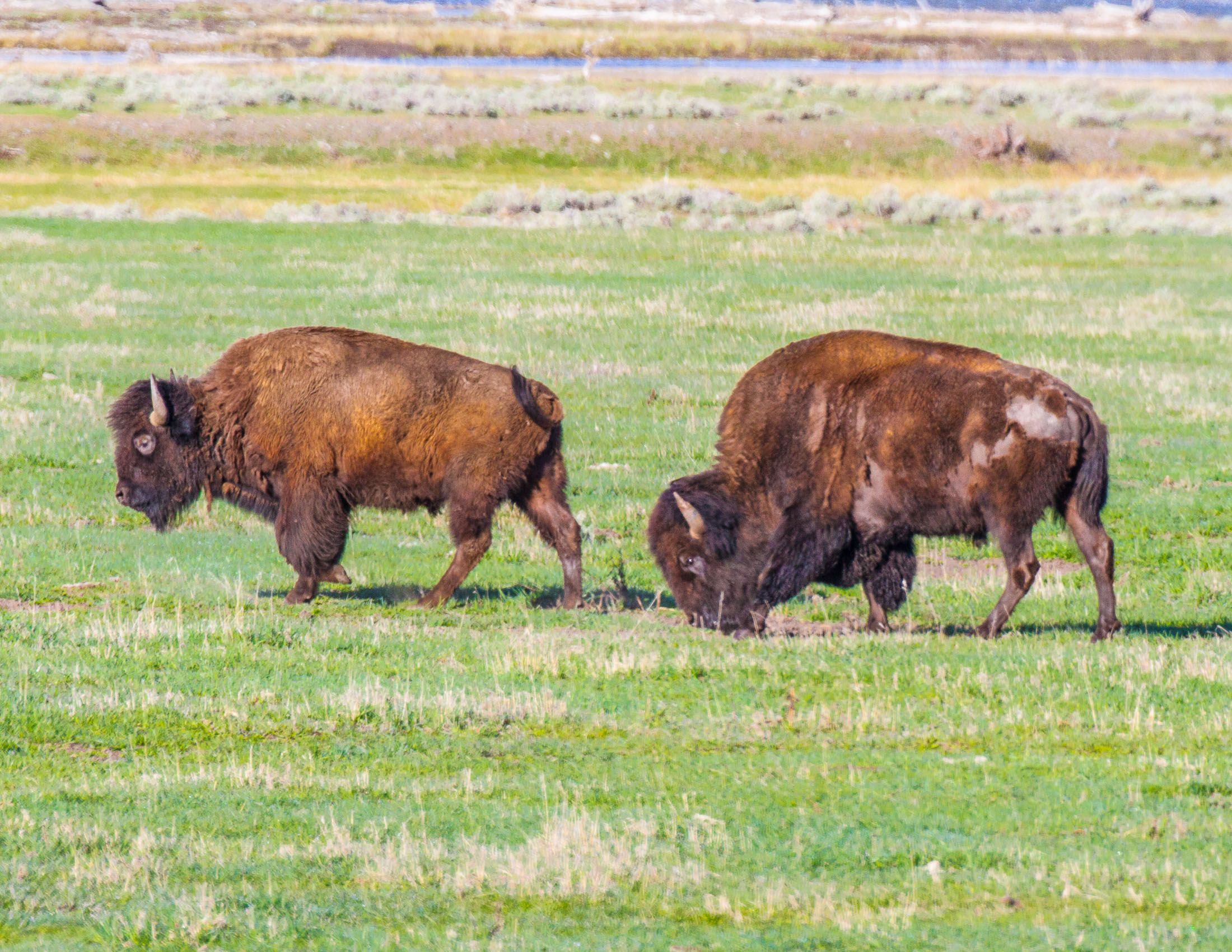 Yellowstone Wildlife-60.jpg