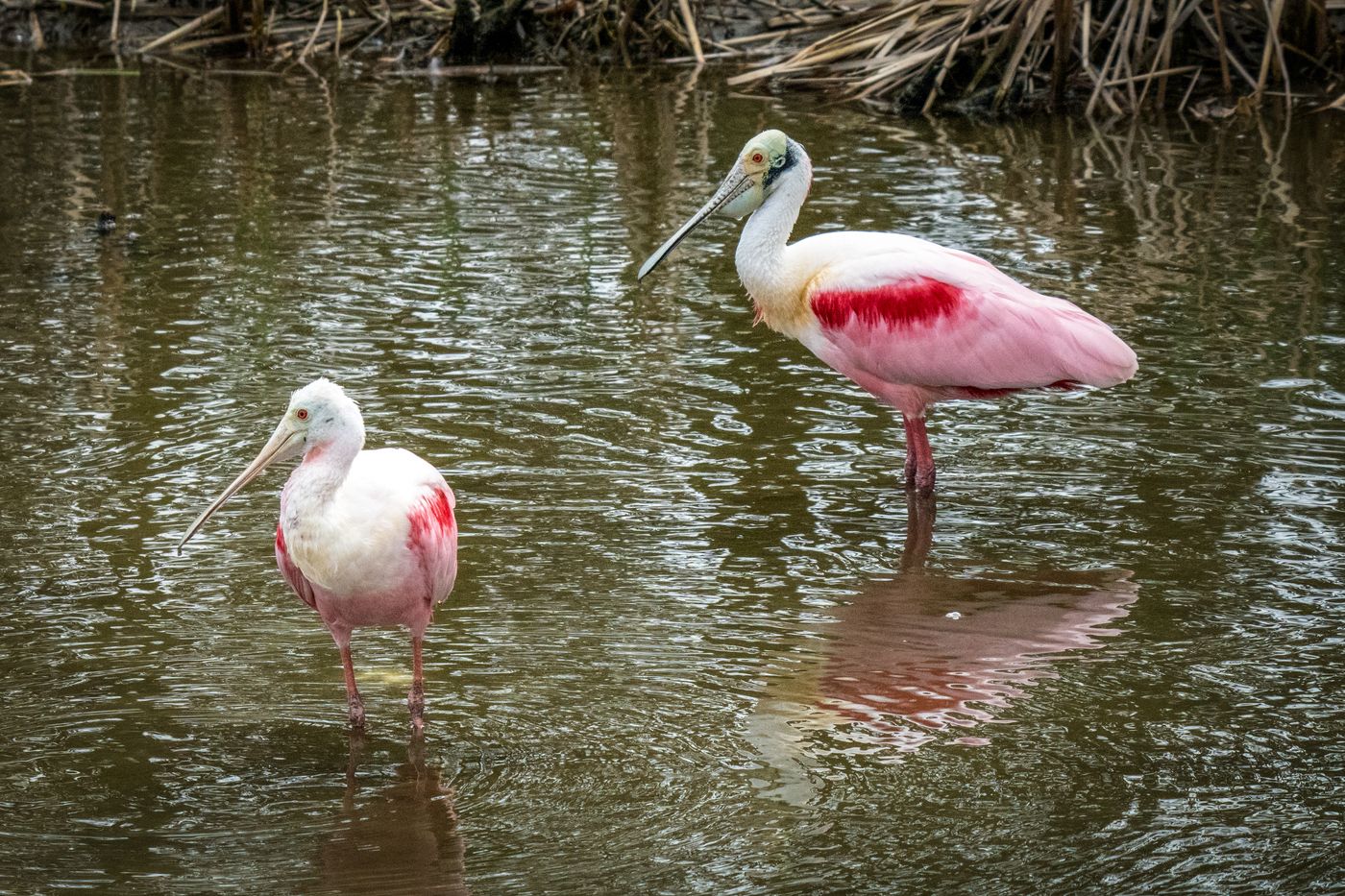 Roseate Spoonbill LiveBooks SPI-12.jpg