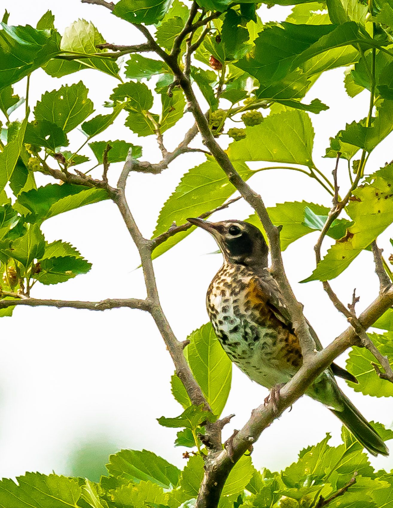 Birds of Tower Lakes-18.jpg