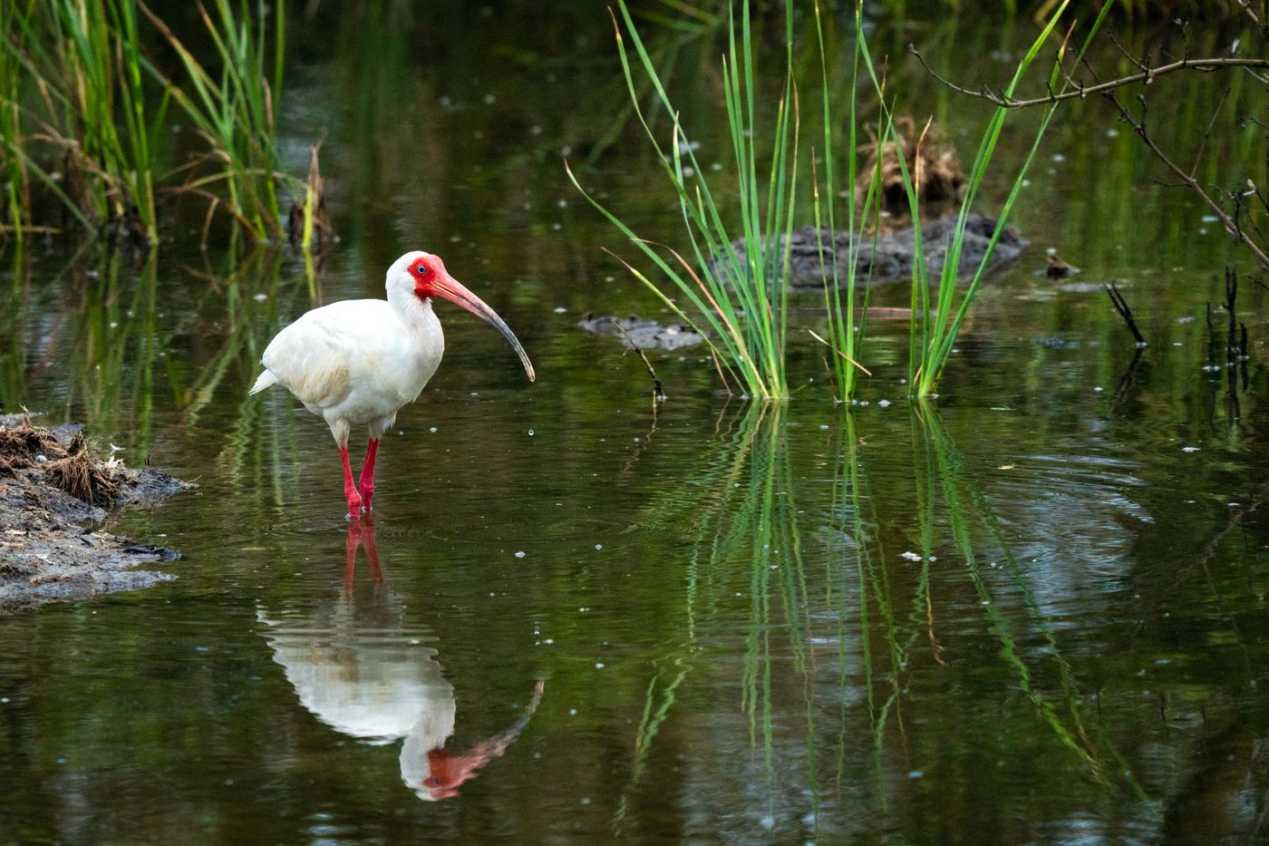 American White Ibis LiveBooks SPI-18.jpg