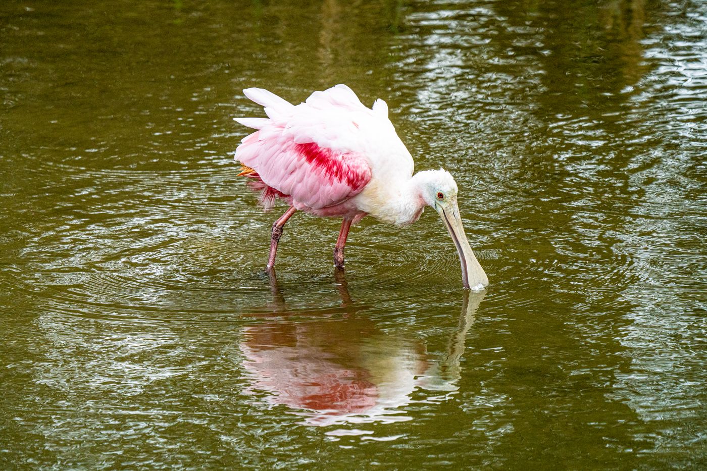 Roseate Spoonbill LiveBooks SPI-15.jpg
