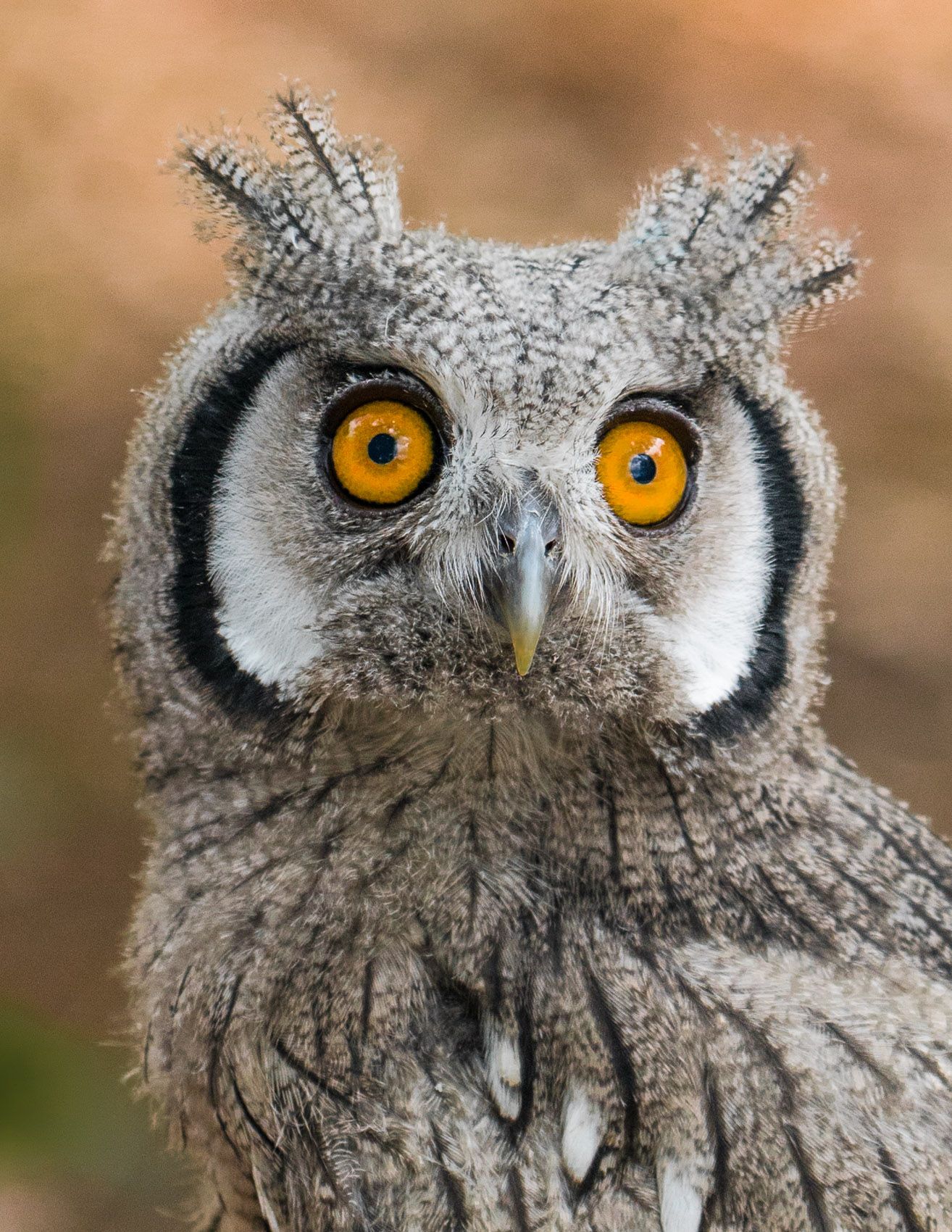 Birds of Prey-21.jpg