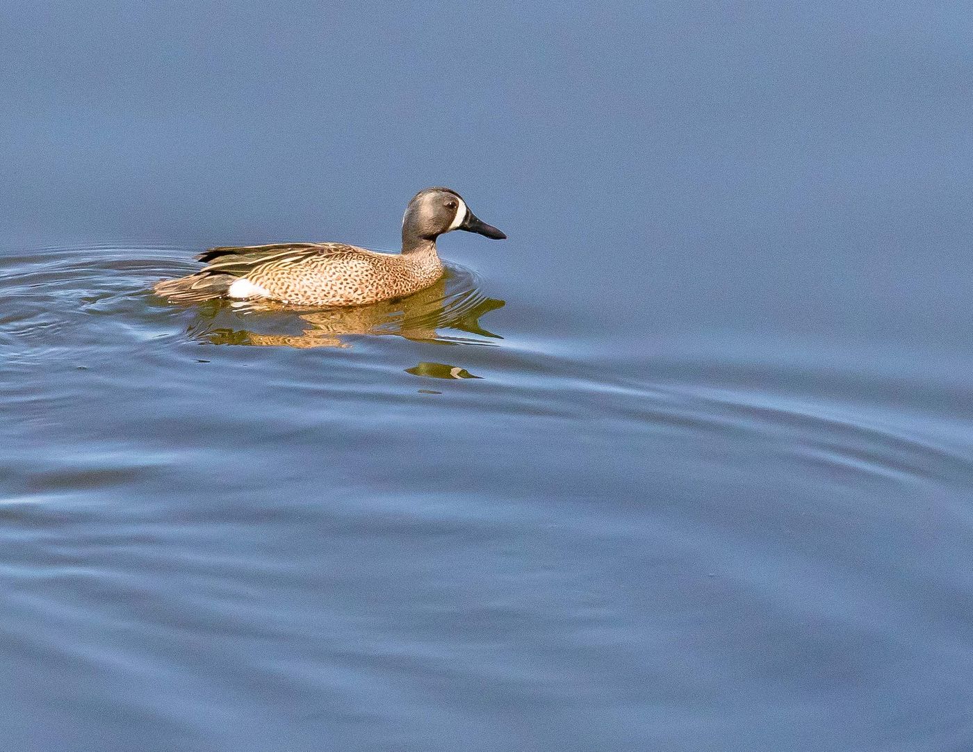 Birds of Tower Lakes-5.jpg