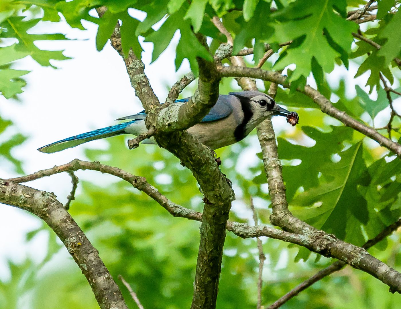 Birds of Tower Lakes-26.jpg