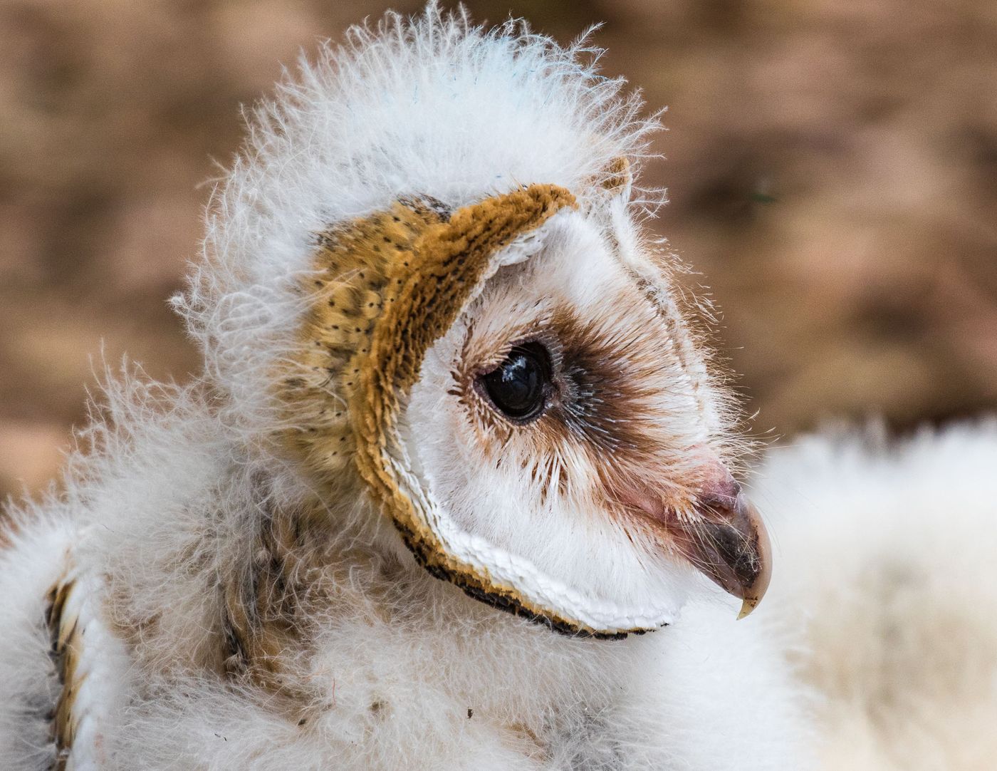 Birds of Prey-20.jpg