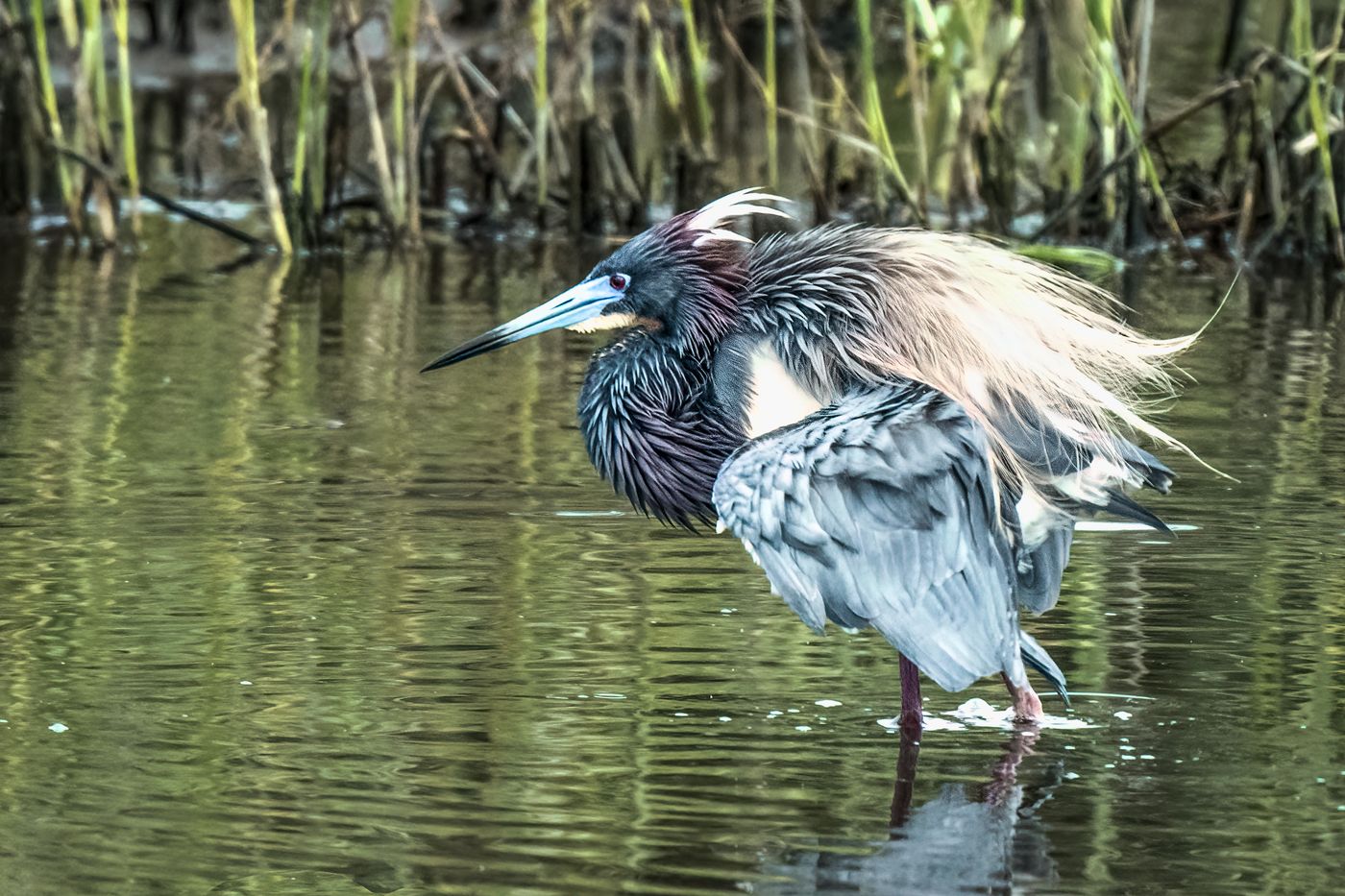 LiveBooks SPI-12.jpg