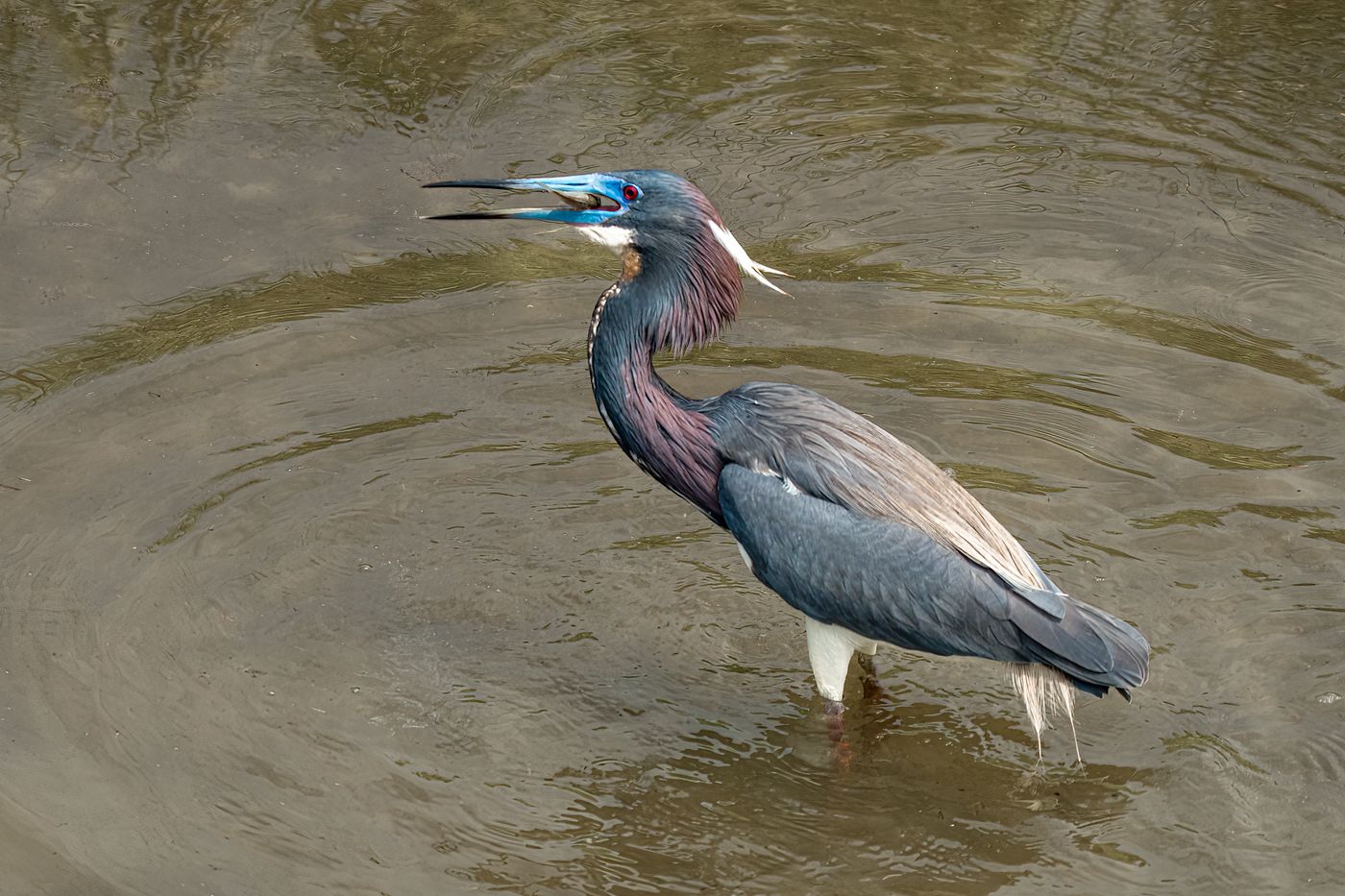 Tricolor Heron LiveBooks SPI-11.jpg