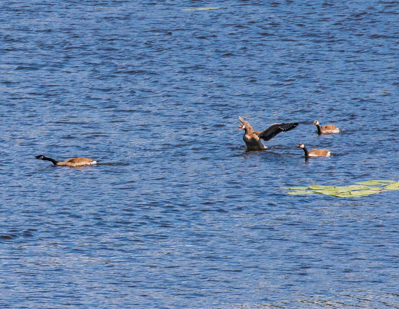 Birds of Tower Lakes-3.jpg